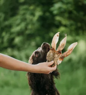 Anco Rabbit Ears Dog Chew