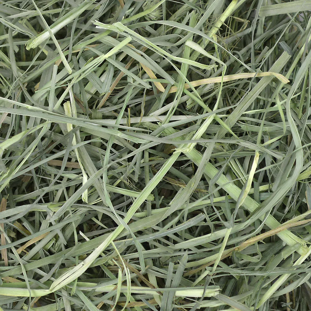 Oxbow Hay Blends Western Timothy/Orchard Grass Hay