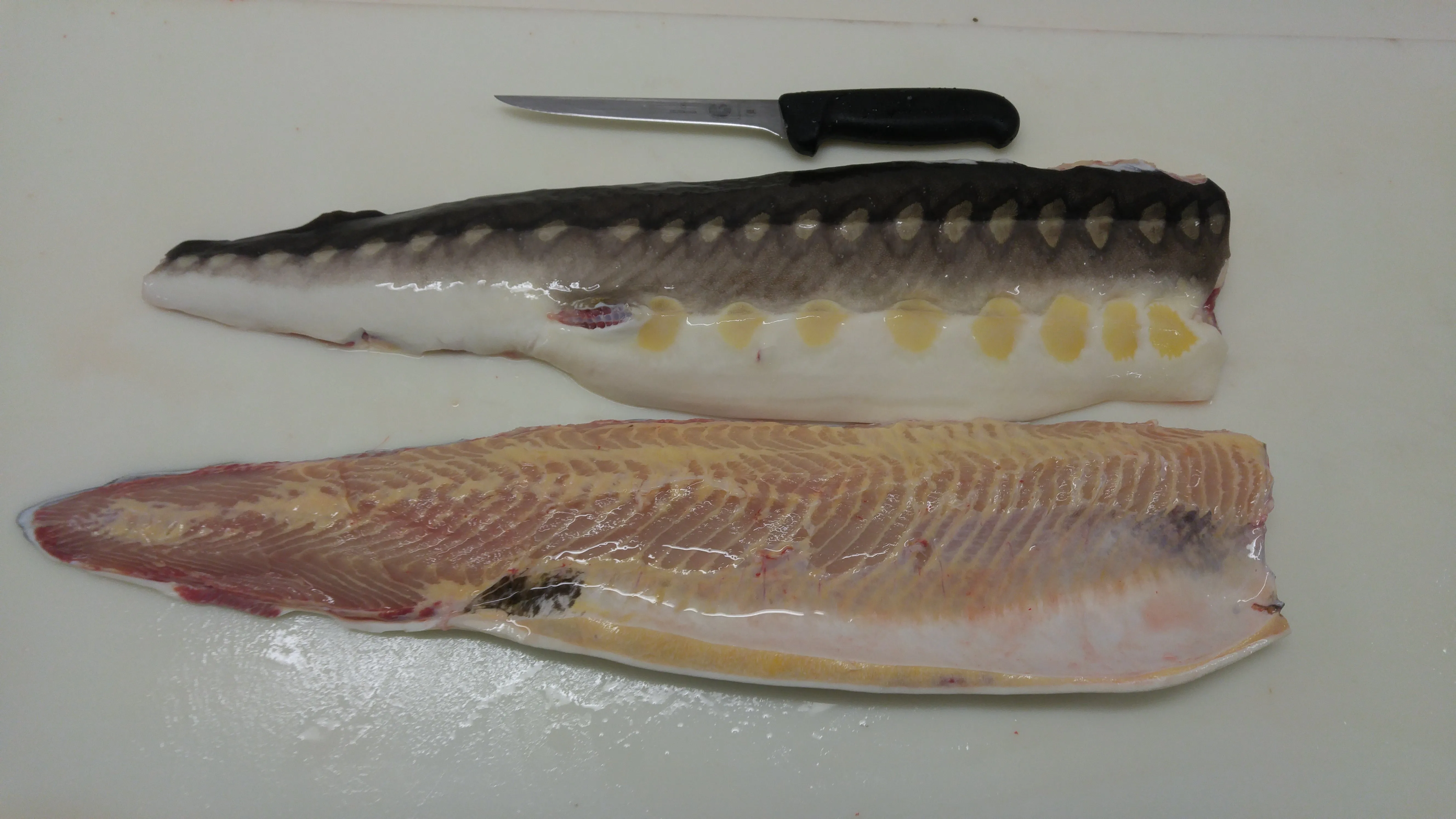 Shortnose Sturgeon Skin on Fillets (price per kg)