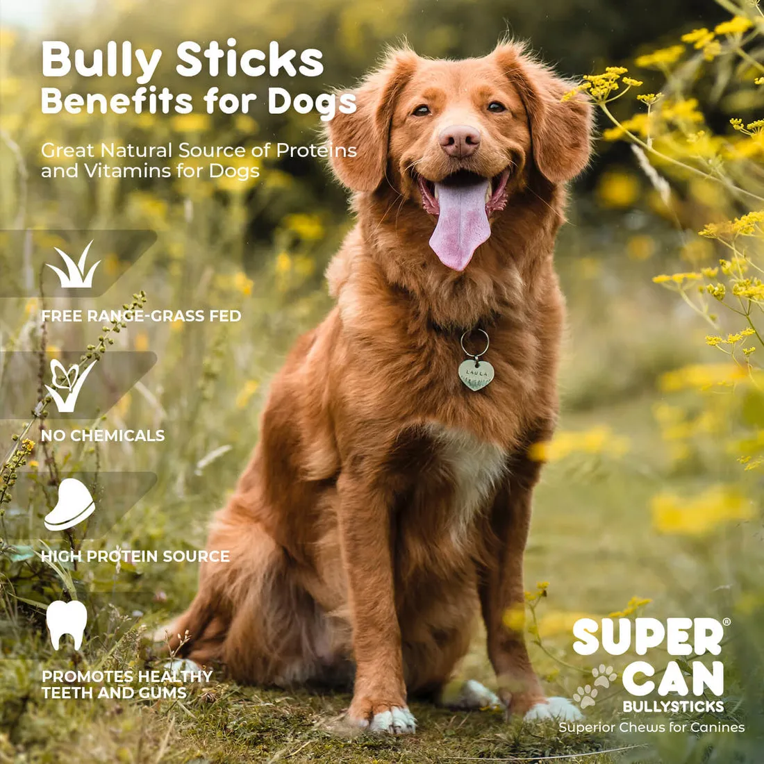 Supercan 6" Standard Bully Sticks